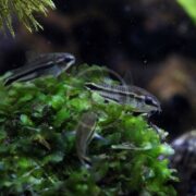 The CATFISH - CORYDORAS PYGMY swim gracefully among green aquatic plants in a dimly lit aquarium, using their horizontal stripes and whiskers to navigate effortlessly through the moss-like vegetation.