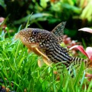 In a clear aquarium, a CATFISH - CORYDORAS STERBAI Corydoras sterbai with a spotted body and striped fins swims gracefully among vibrant green aquatic plants.