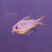 A CATFISH - CORYDORAS YELLOW Corydoras sp. C123, a small pale yellow fish with stripes, glides gracefully in purple-tinted water, displaying its fins and whisker-like barbels for a unique look.