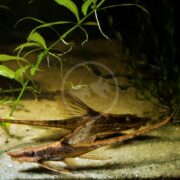 A close-up underwater shot captures two long-bodied CATFISH - FARLOWELLA / STICKFISH ROYAL Sturisoma panamense resting on sandy bottoms, with distinct textures and long snouts. Green aquatic plants in the background suggest a natural freshwater environment.