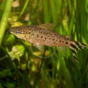 A slender CATFISH - FLAGTAIL PORTHOLE (Dianema urostriatum) with a mottled brown and black design gracefully swims among the vibrant green aquatic plants in the tank.