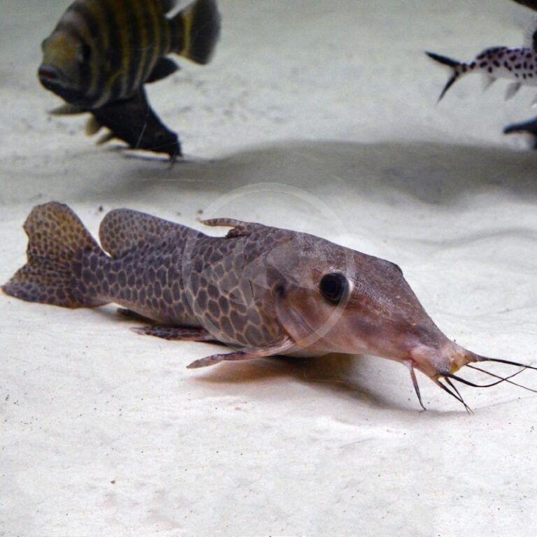 CATFISH GIRAFFE Auchenoglanis occidentalis Aquatics Unlimited