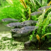 A school of CATFISH - GLASS / PHANTOM Kryptopterus vitreolus glides gracefully in a freshwater aquarium, surrounded by vibrant green aquatic plants. Their translucent bodies reveal internal skeletons, creating an ethereal appearance against the lush background.