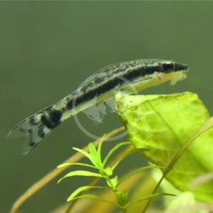 MINNOW - WHITE CLOUD MOUNTAIN GOLD Tanichthys albonubes - Aquatics