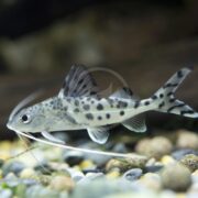 A CATFISH - PICTUS Pimelodus pictus, with a spotted body and long whiskers, gracefully swims near the tanks bottom, showcasing a prominent dorsal fin while navigating over a substrate of small stones and pebbles in various shades.