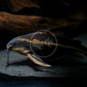 A CATFISH - RAPHAEL STRIPED Platydoras armatulus moves gracefully near the aquarium floor, its barbels and fins contrasting with a sandy bottom, set against a moody backdrop of dim light and a wooden branch.