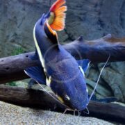 A CATFISH - REDTAIL AMAZON Phractocephalus hemioliopterus, with vibrant whiskers, swims near driftwood in a sandy aquarium, its dark blue and yellow body standing out against the rocky backdrop.
