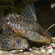 Two Synodontis eupterus Featherfin catfish rest on a sandy, rocky substrate in an aquarium with algae and water plants. Their patterned bodies and long barbels are visible as they share a peaceful underwater environment.