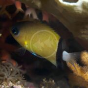 A graceful yellow fish with a striking black fin and tail glides near vibrant coral and marine plants, reminiscent of the elegant CHROMIS - BLACK BAR Chromis retrofasciata.