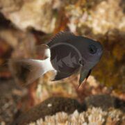 The CHROMIS - BLACK & WHITE Chromis margaritifer elegantly glides near a coral reef, set against a captivating backdrop of diverse coral textures and colors.
