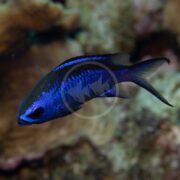 A CHROMIS - BLUE REEF Chromis cyaneus, marked with black details, swims near a coral reef. Its shiny scales contrast with the soft, blurred beige and brown corals.