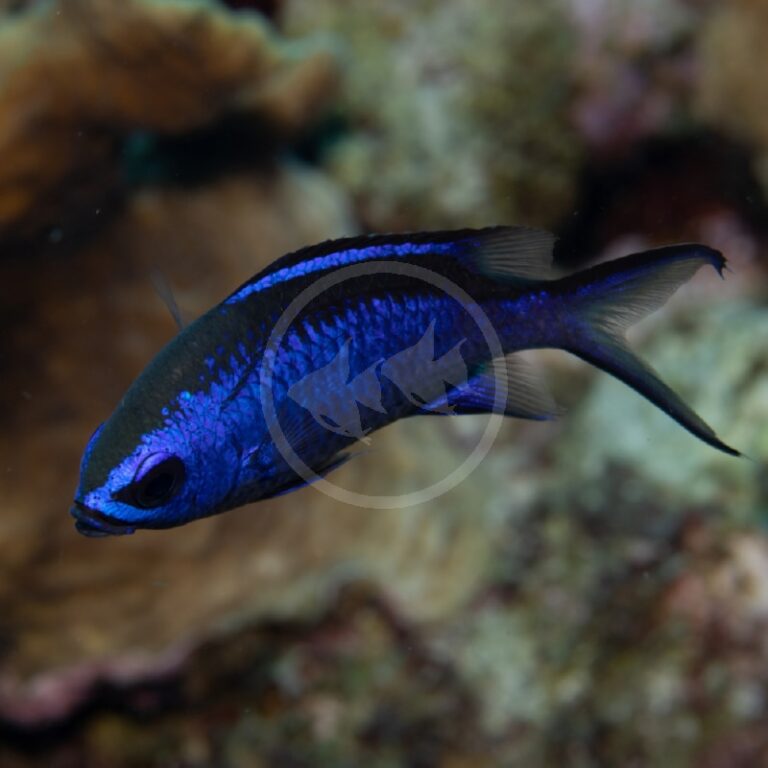 CHROMIS BLUE REEF Chromis cyaneus Aquatics Unlimited