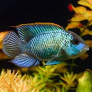 An Andinoacara pulcher, known as CICHLID - ACARA ELECTRIC BLUE, showcases vibrant iridescent blue-green scales and orange-tipped fins while swimming gracefully among plants in a clear aquarium.