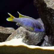 An ACEI Pseudotropheus sp. acei cichlid with violet-blue body and bright yellow fins swims near rocky aquarium decor, its mouth slightly open amidst floating particles.