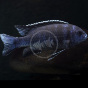 A dark blue CICHLID - ACEI NGARA / WHITE TAIL BLACK Pseudotropheus sp. acei fish with a scaled pattern and prominent dorsal fin swims against a black backdrop, its translucent fins adding elegance as its body gracefully tapers toward the tail, embodying the acei ngara white tail cichlids distinctive beauty.