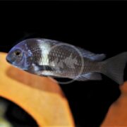 On a black background, the CICHLID - TROPHEUS DUBOISI features a blue fish with dark and light markings swimming gracefully. A blurred yellow-brown object in the foreground adds depth to the scene.