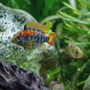 Two vibrant aquarium fish swim among lush aquatic plants and rocks. The fish in the foreground, CICHLID - APISTOGRAMMA RED SHOULDER Apistogramma macmasteri, flaunts vivid blue, red, and yellow markings while its counterpart glides gracefully with muted colors in the background.