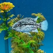 In the aquarium, a CICHLID - BLACK NASTY / HAITIAN Nandopsis haitiensis gracefully swims as vibrant green and yellow plants with orange tips contrast strikingly against the deep blue background.