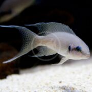 A CICHLID - BRICHARDI Neolamprologus brichardi with long, flowing fins glides gracefully in a dimly lit aquarium, its patterned silver body and slightly pot-bellied shape contrasting elegantly against the sandy floor.