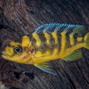 The CICHLID - BUMBLEBEE Pseudotropheus crabro, featuring yellow and black stripes with blue-tipped fins, swims near a textured rock background, its prominent round eye adding vibrancy to the scene.