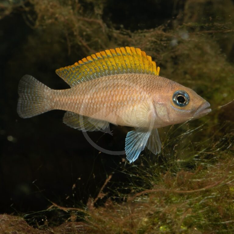 Red Fin Cod CICHLID - CAUDOPUNCTATUS RED FIN Neolamprologus caudopunctatus ...