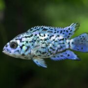 An Electric Blue Jack Dempsey Cichlid (Rocio octofasciata) with shimmering blue-green scales and distinctive black spots swims elegantly against a blurred green backdrop.