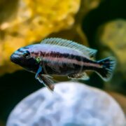 A CICHLID - CHIPOKAE Melanochromis chipokae, with a dark body and iridescent blue markings, swims alongside a light-colored rock. Its slightly transparent fins contrast against a softly muted underwater background of yellow and green hues.