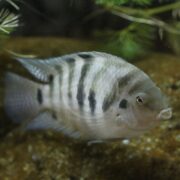 A CICHLID - CONVICT (Amatitlania nigrofasciata) with a pale body and vertical dark stripes glides gracefully near the sandy bottom, highlighted by a few green plants in the water.