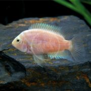 A CICHLID - CONVICT GOLD / PINK Amatitlania nigrofasciata with translucent fins swims near a dark rock in an aquarium, vibrant green plant leaves adding a striking backdrop.