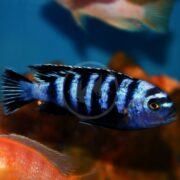 In an aquarium, a CICHLID - DEMASONI (Chindongo demasoni) with dark stripes glides gracefully, surrounded by other colorful fish. The soft blue background enhances the vivid hues and striking patterns of this species.