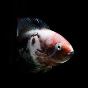 A close-up of the vibrant CICHLID - MARBLED FENESTRATUS Vieja fenestrata, showcasing red and black markings, swims against a dark backdrop. Its prominent eye and textured scales catch the light in striking contrast.