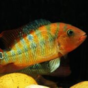 A CICHLID - FESTAE / TRUE RED TERROR (Mesoheros festae) with vibrant orange, green, and blue scales swims near yellow rocks in a dark aquatic setting, featuring prominent eyes and distinct fin markings.
