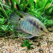 The Mesonauta festivus, known as the Festivum or Flag Cichlid, gracefully swims among green aquatic plants. Its shimmering blue and silver body with long fins and red eyes contrasts beautifully with the pebble-lined substrate of the tank.