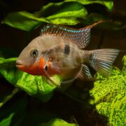 In the aquarium, a vibrant FIREMOUTH Cichlid (Thorichthys meeki) moves through vivid green leaves, its spiky dorsal fin adorned with blue spots and a unique red patch near the gills.
