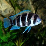 A vibrant CICHLID - FRONTOSA BURUNDI Cyphotilapia sp. Burundi with blue and black vertical stripes swims near green aquatic plants. Its spiky dorsal fins and slightly downturned mouth contrast beautifully against the blurred background of rocks and foliage.
