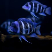 A group of CICHLID - FRONTOSA MPIMBWE BLUE Cyphotilapia gibberosa Mpimbwe swims in a dark aquarium. The foreground fish is in focus, highlighting intricate fin and scale patterns, while the background fish appear slightly blurred.