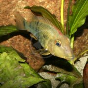 In an aquarium with green plants and a rocky backdrop, a CICHLID - GEOPHAGUS RED HUMP (Geophagus steindachneri) displays its colorful body, featuring vibrant reds and blues, as it gracefully swims with its pointed nose leading the way.
