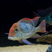 A CICHLID - GEOPHAGUS TAPAJOS RED HEAD Geophagus pyrocephalus glides in a dark aquarium, its vibrant stripes contrasting against the blurred backdrop. Its dorsal and tail fins catch light as it swims among hints of other fish.