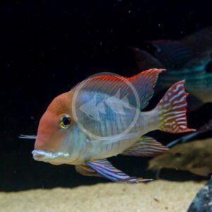 Xiphophorus maculatus Platy Mickey Mouse White Red Tail - Aquarium Glaser  GmbH