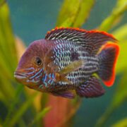 A vibrant CICHLID - GREEN TERROR Andinoacara rivulatus with a mix of red, blue, and purple patterns swims near green plants. The soft aqua backdrop enhances its intricate designs and bright fins.