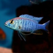 A CICHLID - HAP AHLI / ELECTRIC BLUE Sciaenochromis fryeri, featuring yellow-rimmed eyes and spiky dorsal fins, elegantly glides in a dim aquarium. It stands out against the dark background with other fish faintly visible in the distance.