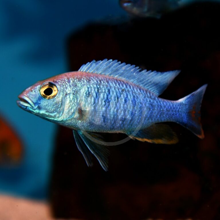 CICHLID - HAP AHLI / ELECTRIC BLUE Sciaenochromis fryeri - Aquatics ...