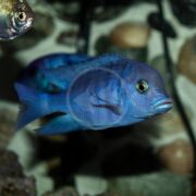 A vibrant CICHLID - HAP BLUE DOLPHIN Cyrtocara moorii with dark markings swims gracefully in a shaded aquarium. The blurred background reveals rocks, other fish, and water surface reflections adding depth.