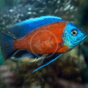 The CICHLID - HAP BORLEYI RED FIN Copadichromis borleyi, with its vibrant blue and orange hues, glides through the aquarium. Its prominent fins and striking pattern stand out against a backdrop of rocks and plants.
