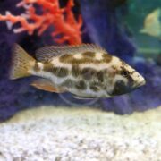 A CICHLID - HAP LIVINGSTONI Nimbochromis livingstonii with a spotted pattern elegantly swims among coral and sand in the aquarium.