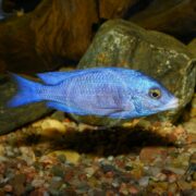 A stunning CICHLID - HAP MDOKA WHITE LIP Placidochromis phenochilus Mdoka elegantly navigates an aquarium adorned with rocks and pebbles.