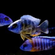 A CICHLID - HAP TAIWAN REEF Protomelas sp. Steveni Taiwan with vibrant blue and orange hues swims in a dimly lit aquarium, with two other fish in the background, its intricate body patterns standing out against the dark water.