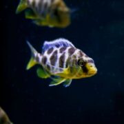 A CICHLID - HAP VENUSTUS Nimbochromis venustus with yellow and black stripes glides through dark water, its iridescent sheen shimmering subtly. Another fish lingers behind, as the hap venustus cichlid displays its prominent fins gracefully.