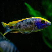 A CICHLID - HAP YELLOW BLAZE Otopharynx lithobates, with its vibrant yellow fins and tail, glides gracefully against a dark background, showcasing a striking contrast with its primarily blue body.
