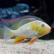 A CICHLID - HECKELII THREADFIN ACARA ALBINO swims gracefully in a pristine aquarium, its vibrant orange fins and pale yellow body standing out against a dark backdrop with rocks and sand.